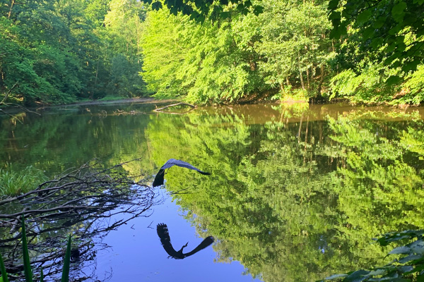 Bild zum Impuls: Ein Reiher fliegt über einen Teich, Bild in grün und blau